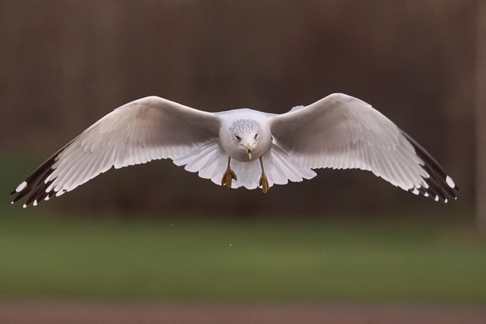 Ring-billed Gull