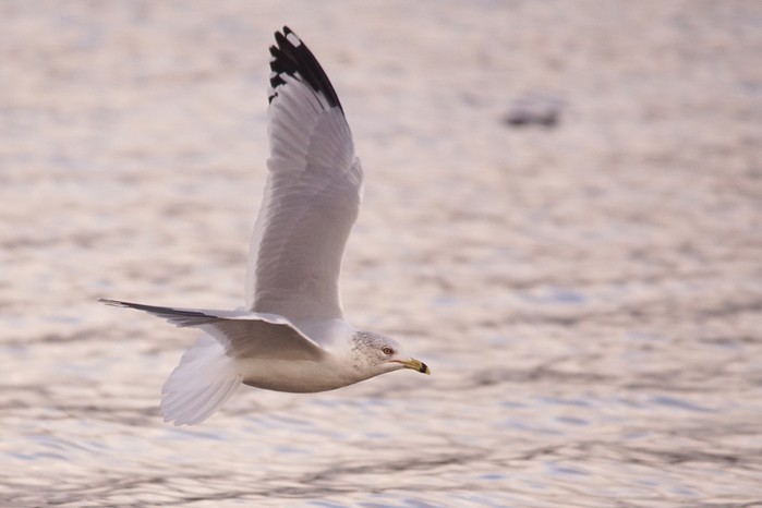 Ring-billed Gull