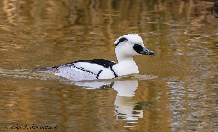 Smew