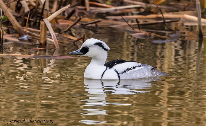 Smew