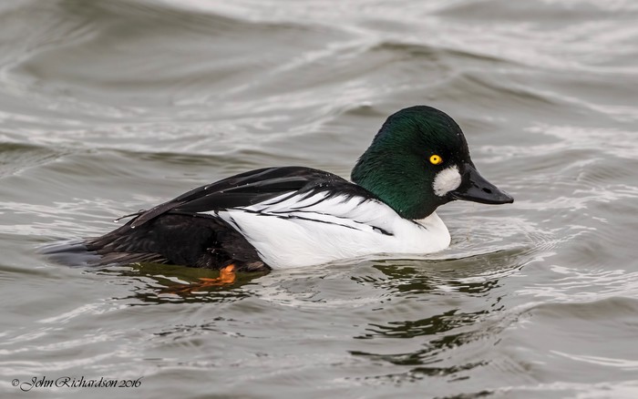 Goldeneye
