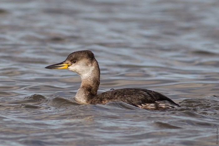 Red-necked Grebe