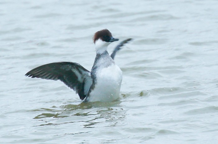 Smew