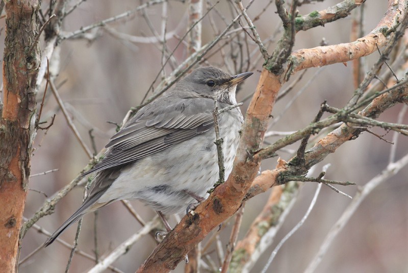 Black-throated Thrush