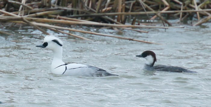 Smew