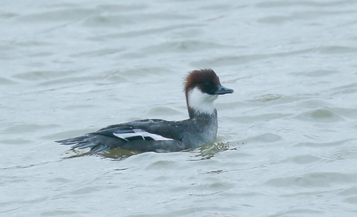 Smew