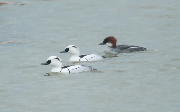 Smew