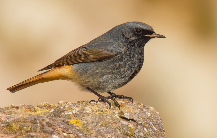 Black Redstart