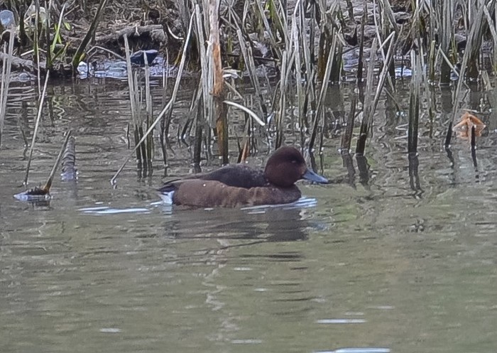 Ferruginous Duck
