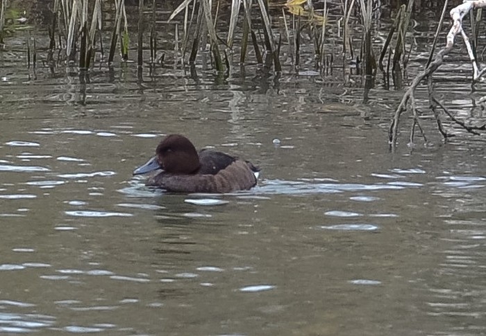 Ferruginous Duck