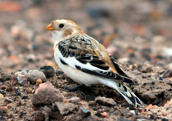Snow Bunting