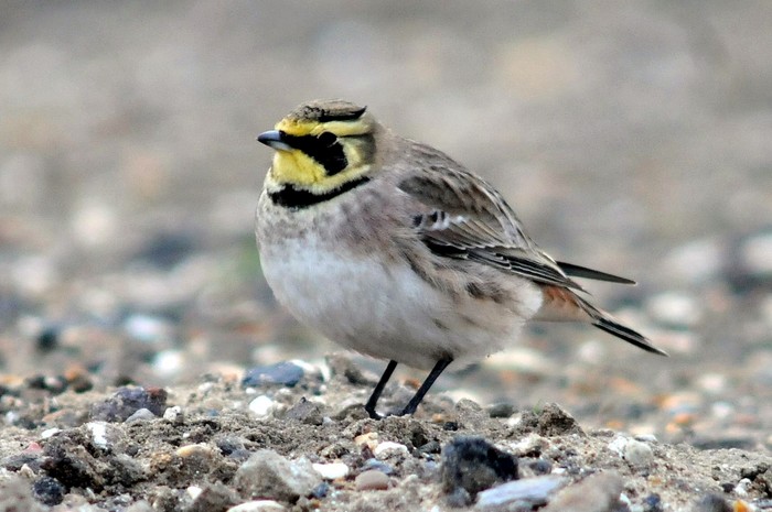 Shorelark