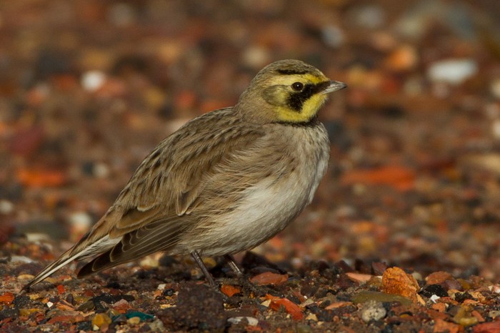 Shorelark