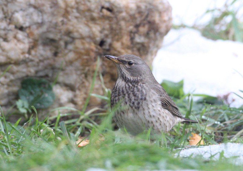 Black-throated Thrush