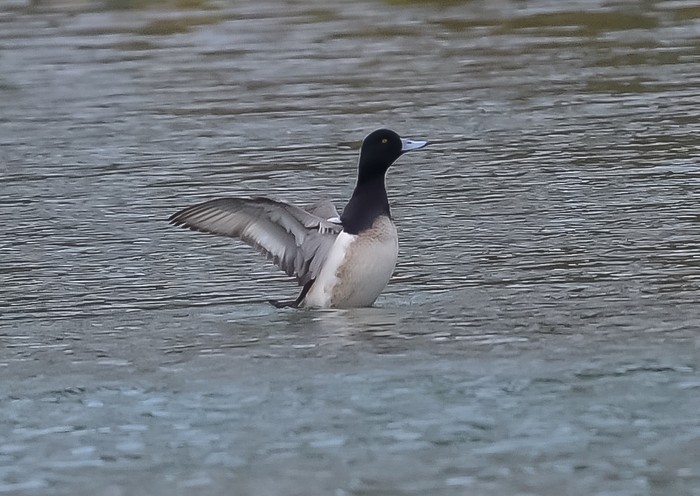 Scaup