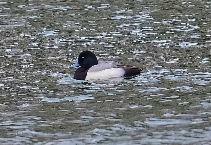 Scaup