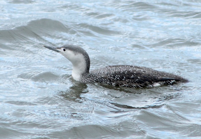 Red-throated Diver