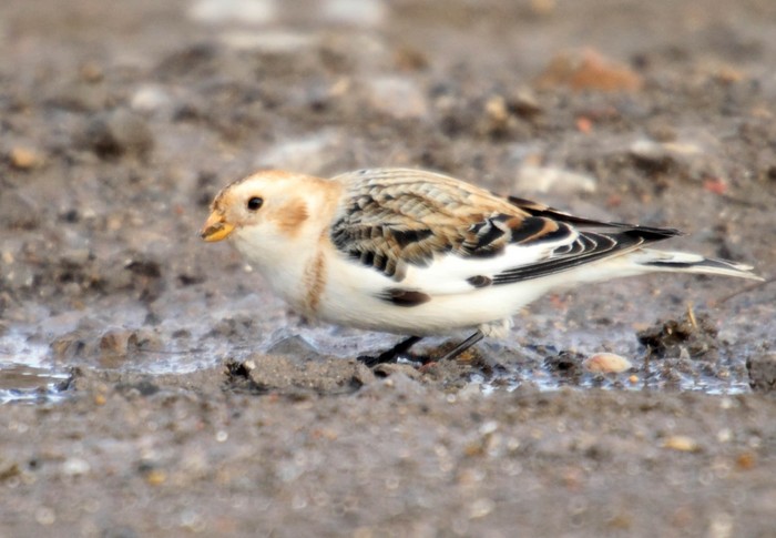 Snow Bunting