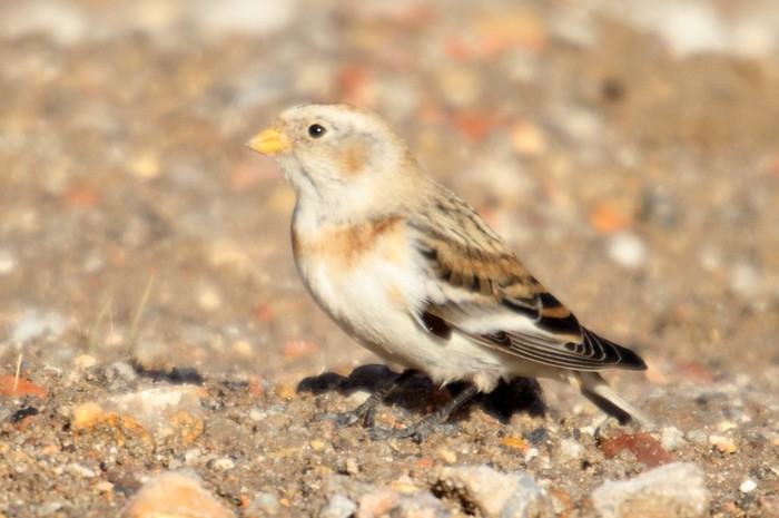 Snow Bunting