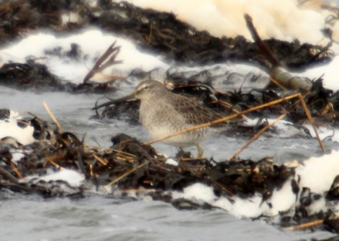 Long-billed Dowitcher