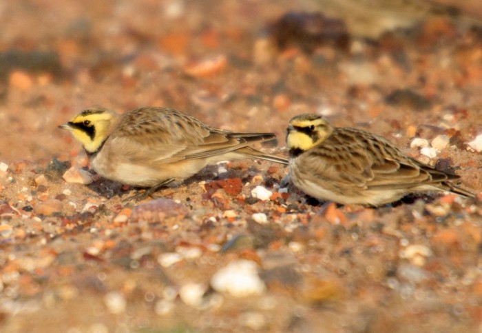 Shorelark
