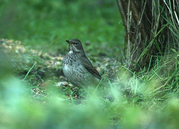 Black-throated Thrush