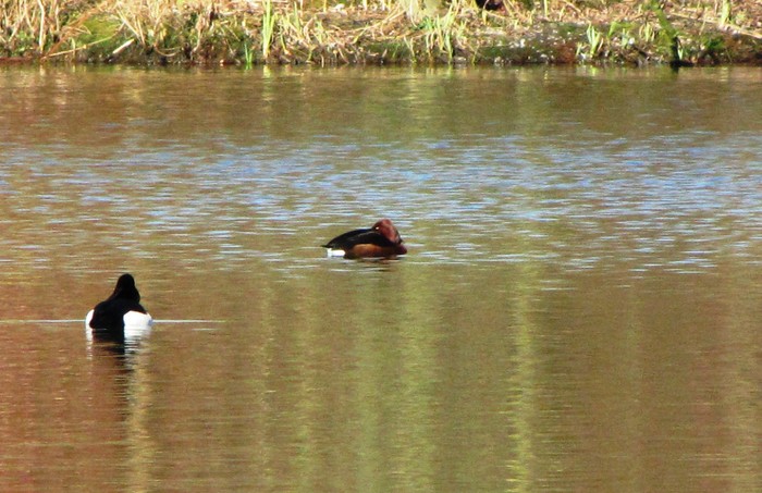 Ferruginous Duck