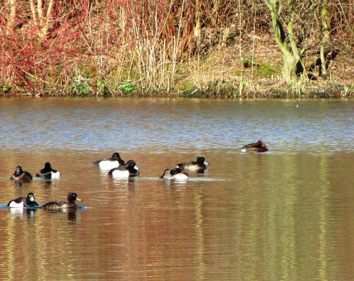 Ferruginous Duck