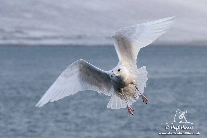 Iceland Gull