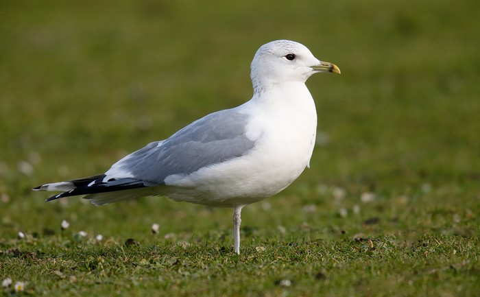 Common Gull