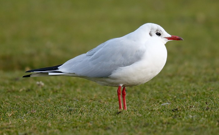 Black-headed Gull