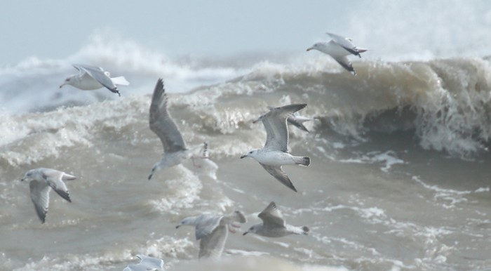 Caspian Gull