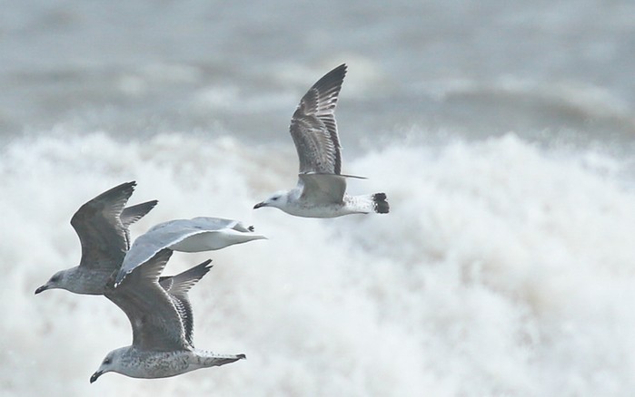 Caspian Gull