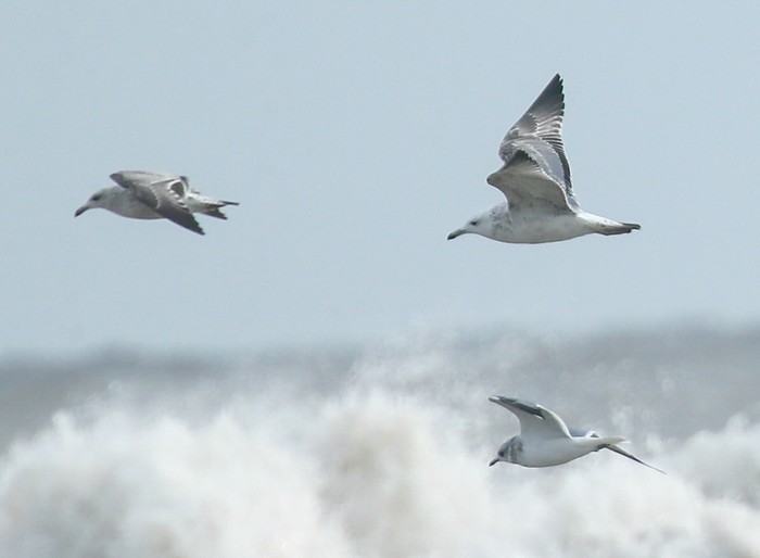Caspian Gull