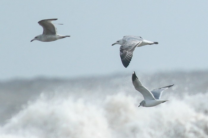 Caspian Gull