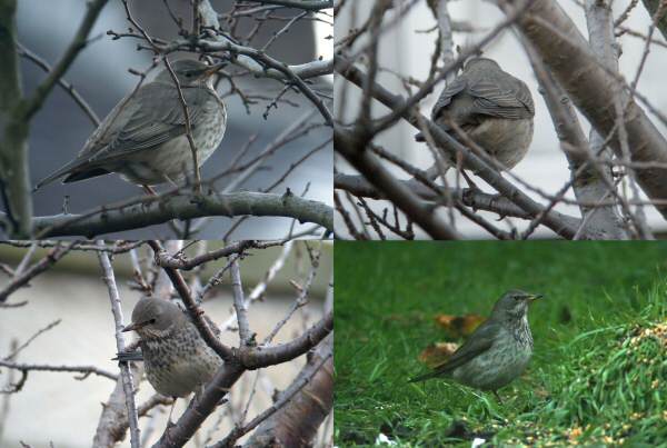 Black-throated Thrush