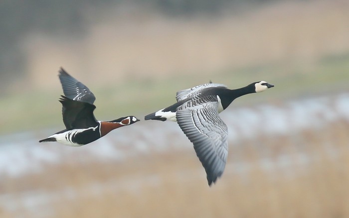 Red-breasted Goose