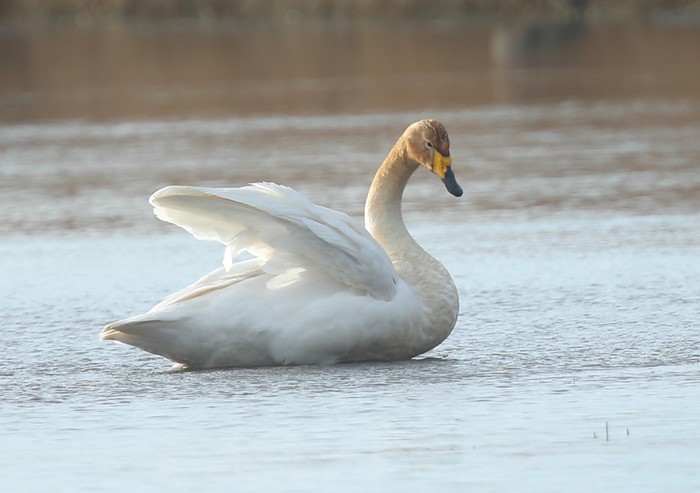 Whooper Swan
