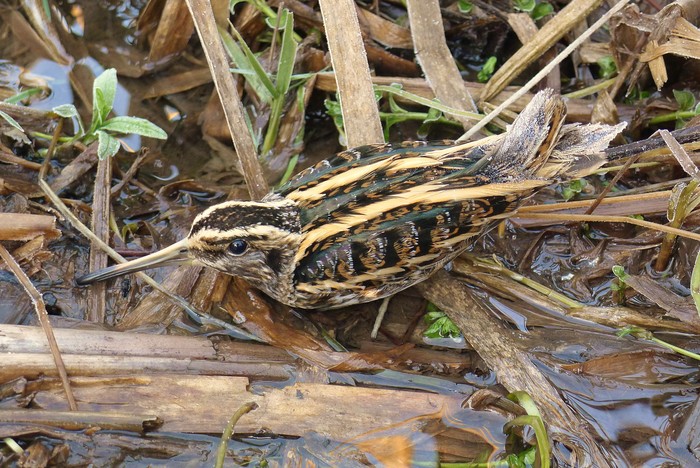 Jack Snipe