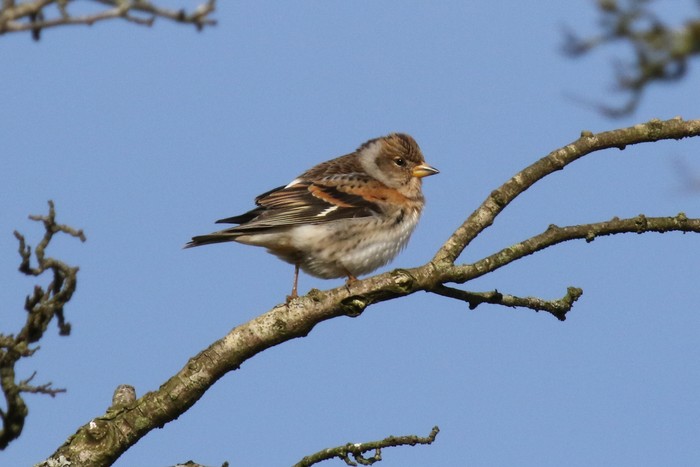Brambling
