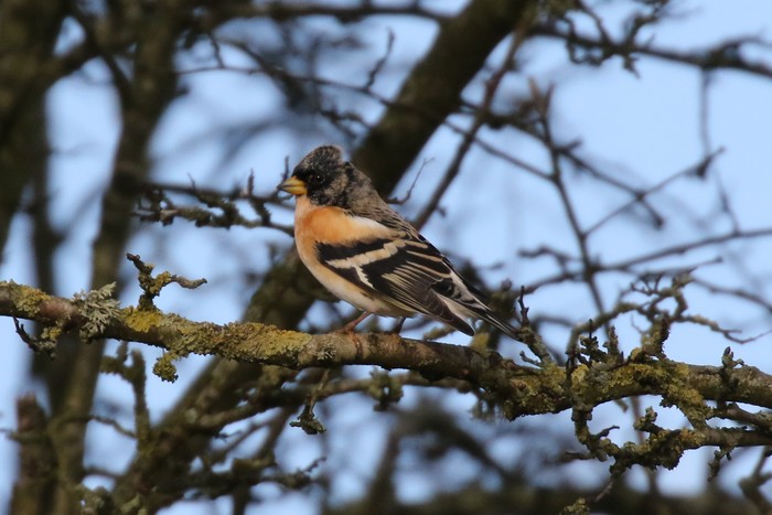 Brambling