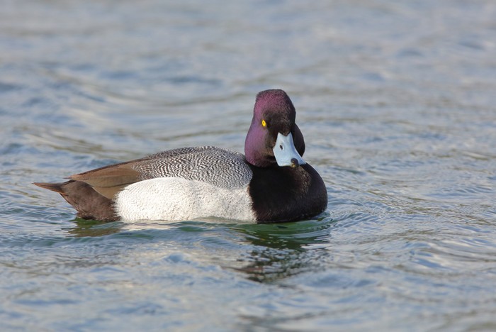 Lesser Scaup