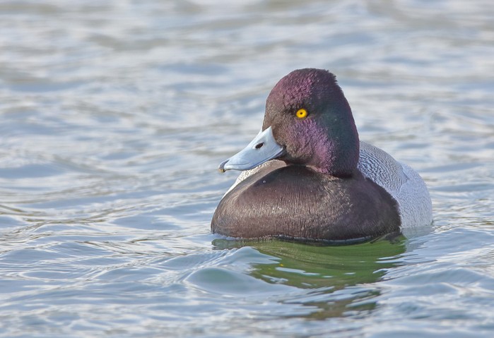 Lesser Scaup