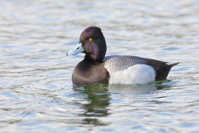 Lesser Scaup