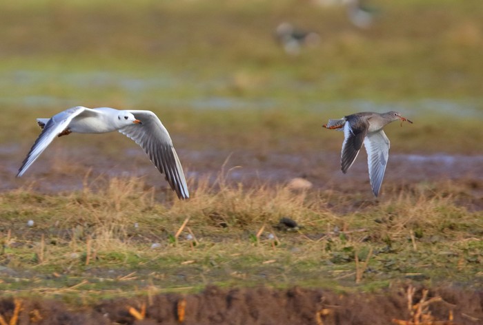 Redshank