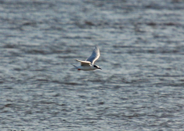Forster's Tern