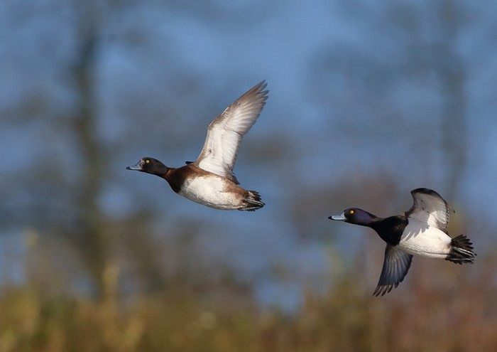Tufted Duck