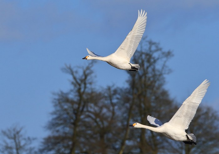Bewick's Swan