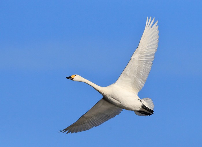Bewick's Swan