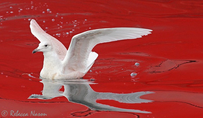 Iceland Gull